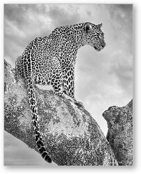 License: Leopard Black and White