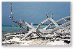 License: Driftwood on the beach