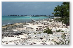 License: Driftwood on a rocky coral beach