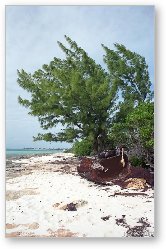 License: Rusted wreckage on the beach