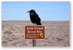 License: Common Northern Raven - Corvus Corax