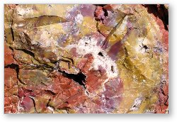 License: Petrified wood close-up