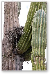 License: Nest in cactus