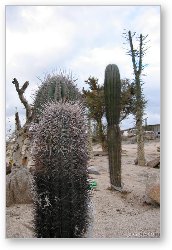 License: Cactus