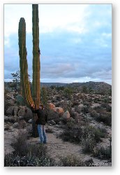 License: Falke checking out a cactus