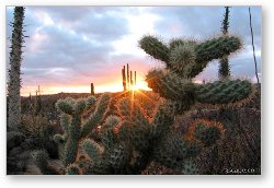 License: Sunset and cactus