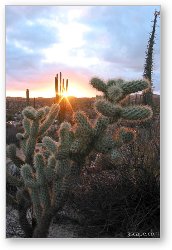 License: Sunset and cactus (another view)