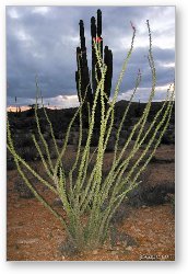 License: Desert plant life