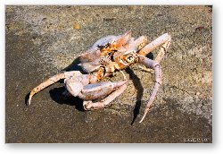 License: Crab shell, but no crab