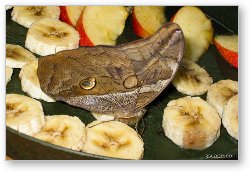 License: Butterfly on banana