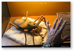 License: Huge bug (Naturhistorisches Museum)
