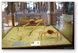 License: Huge crabs (Naturhistorisches Museum)