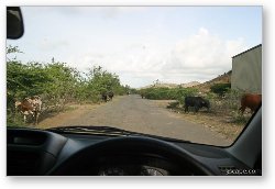 License: Cows on the road (near Turtle Beach)