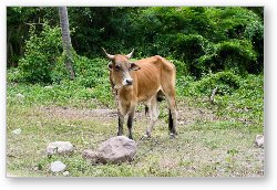 License: Really hungry cow in Nevis, near Pinney's Beach