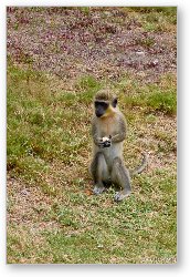 License: African Green Vervet Monkey