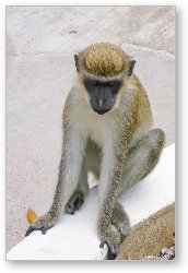 License: African Green Vervet Monkey