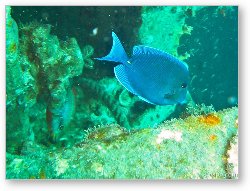 License: Blue Tang