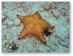 License: Starfish