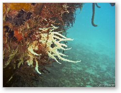 License: Corals growing on sunken tug boat