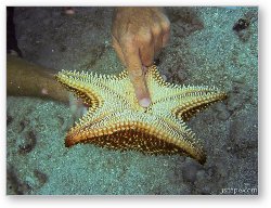 License: Little worm on the underside of a starfish.