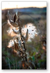 License: Milkweed seed pods at sunset