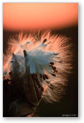 License: Milkweed seed pods at sunset