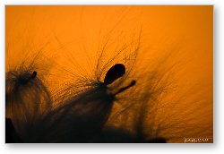 License: Milkweed seed pods at sunset