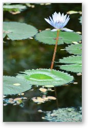 License: Lily pad and flower (Chankanaab Nature Park)