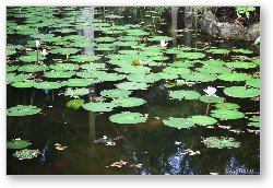 License: Pond with lilly pads (Chankanaab Nature Park)