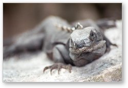 License: Iguana at Tulum