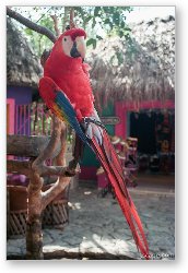 License: Parrot at Xel-Ha (you can pay to have it sit on you...  yippee!)