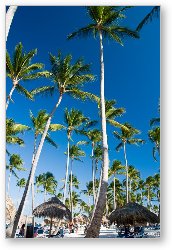 License: Tall palm trees on the beach