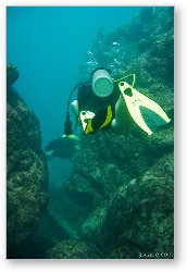 License: Patti swimming through a coral canyon