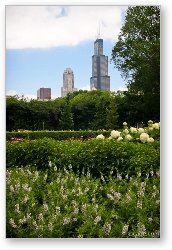 License: Sears Tower from Grant Park