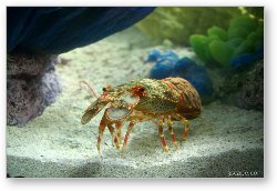 License: Spanish (Slipper) Lobster