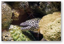 License: Moray Eel with cleaner shrimp