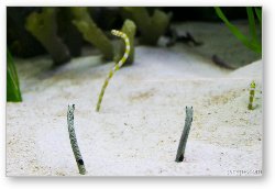 License: These worm looking fish burrow into the sand backwards.