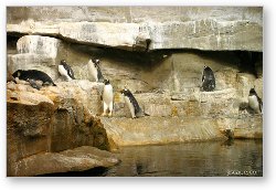 License: Active Gentoo Penguins