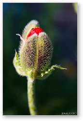 License: Budding Poppy flower