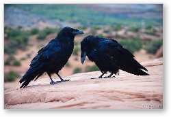 License: Common Northern Ravens