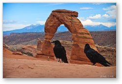 License: Ravens visiting Delicate Arch