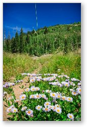 License: Wildflowers along Burro Pass Trail