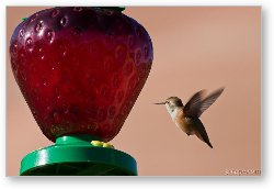 License: Hummingbird