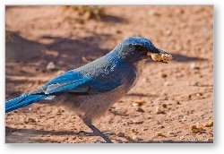 License: Desert Blue Jay