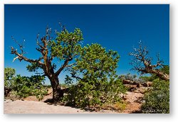 License: More desert trees