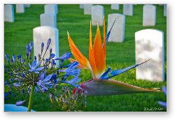 License: Bird of Paradise at the Fort Rosecrans National Cemetery