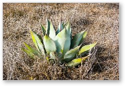 License: Desert foliage