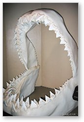 License: These shark jaws were five feet tall!