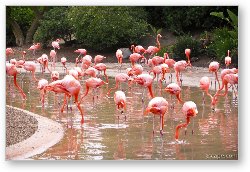 License: Pink Flamingos