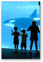 License: Kids watching the killer whales (Orca's)
